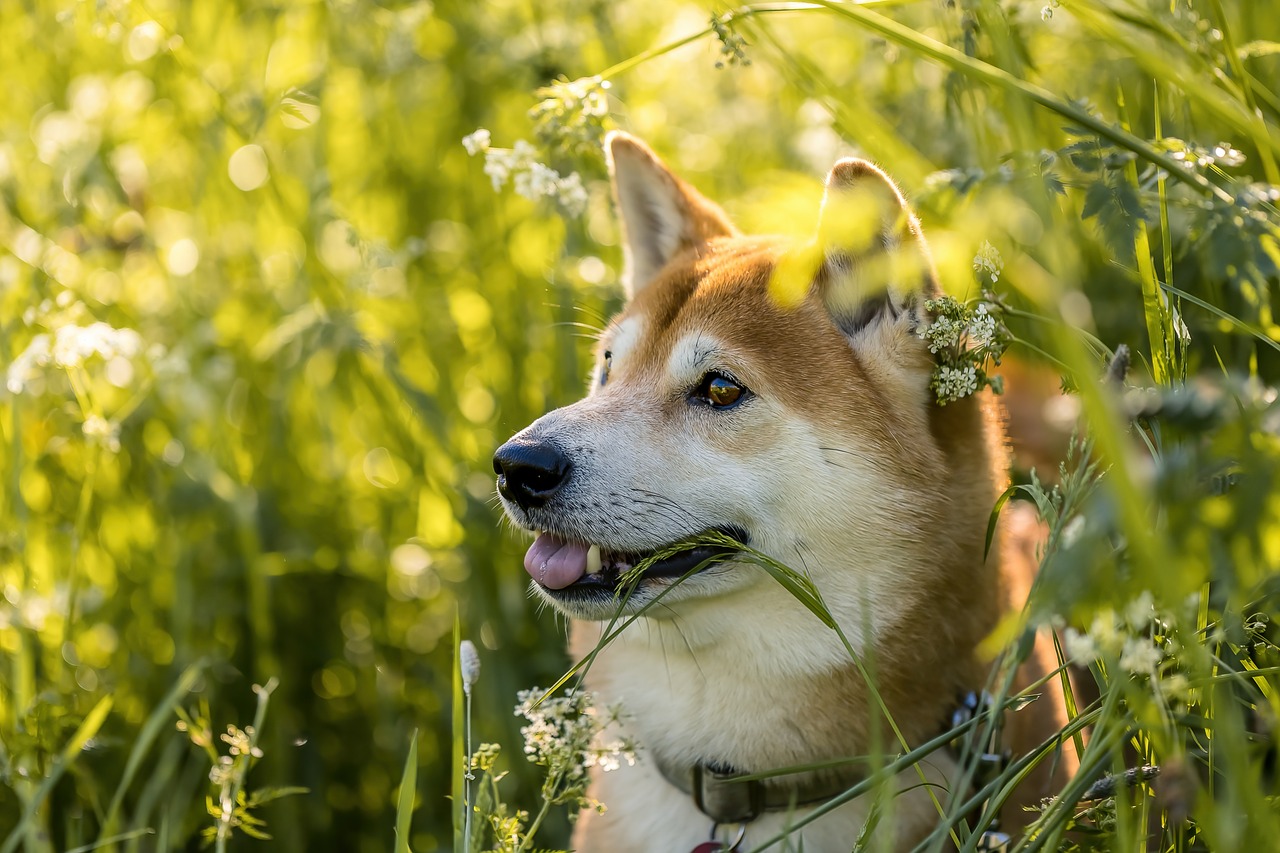 映画「マリと子犬の物語」実話どこまで？その後や映画との違いを解説