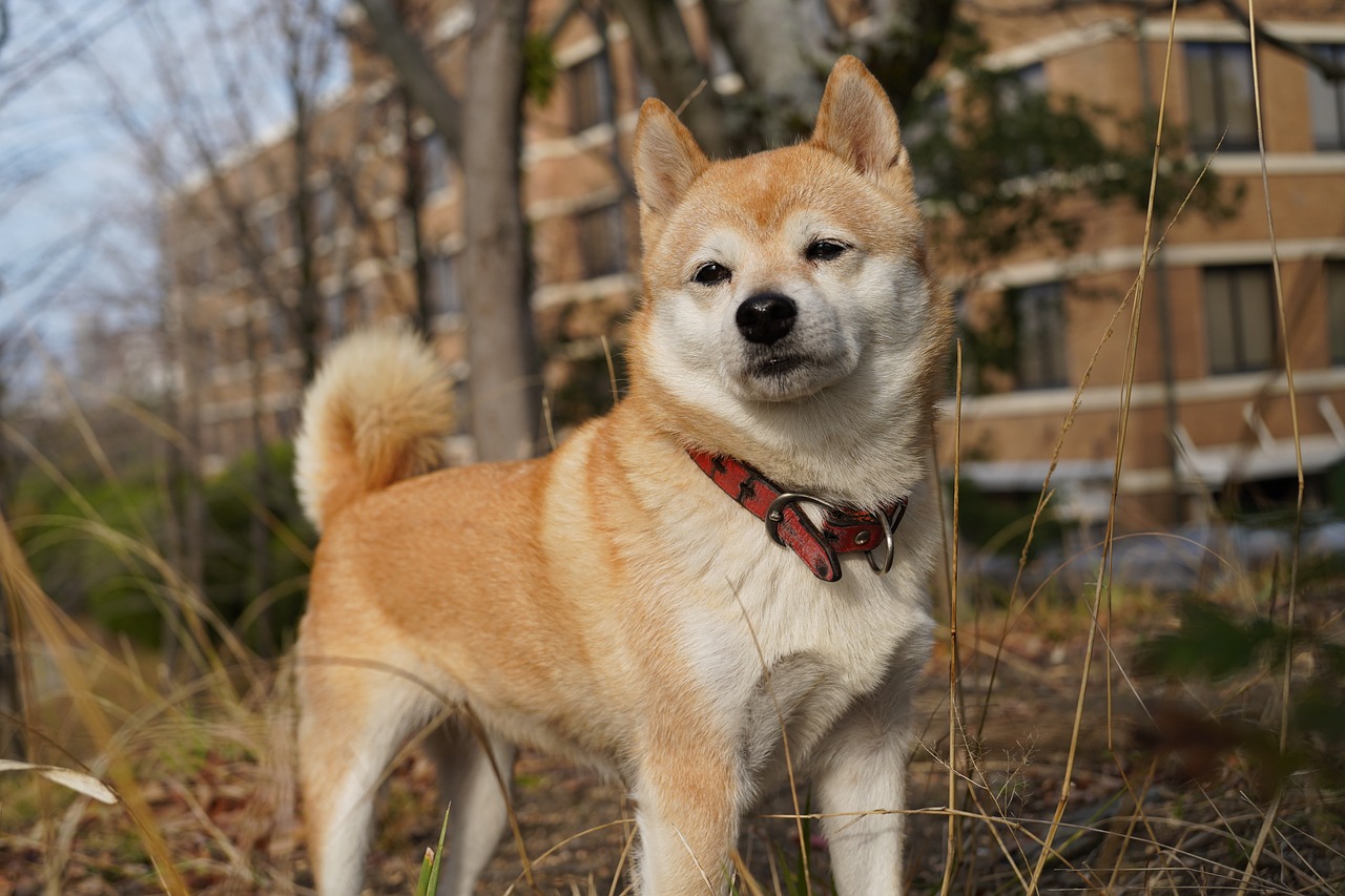 映画「マリと子犬の物語」あらすじ・ネタバレ！感想や無料視聴の方法も解説