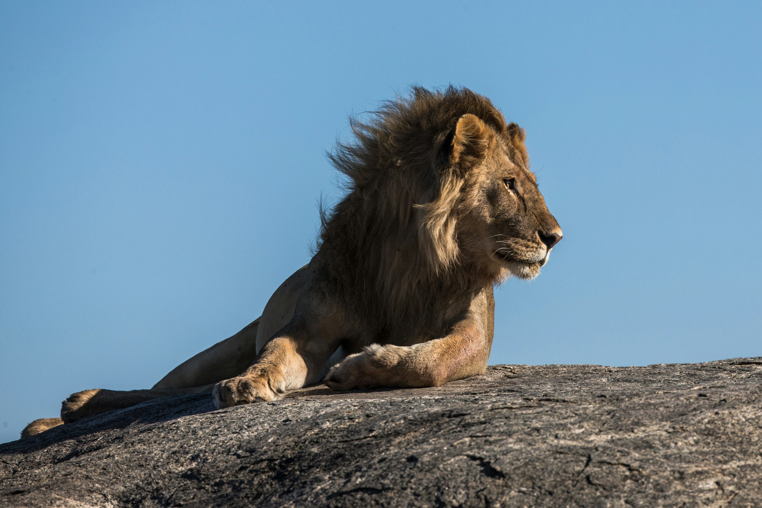 映画「LION／ライオン ～25年目のただいま～」あらすじ・ネタバレ！実話との違いは？